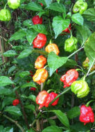 World's Hottest Chilli is California Reaper at 2.2 Scoville