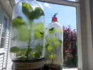 Growing Chillies FASTER - Mini Greenhouse