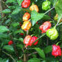 World's Hottest Chilli is California Reaper at 2.2 Scoville