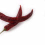 Chilli Prices Hit a Daily Upper Limit