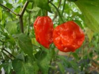 NZ Chilli Champs 2013: Mission Bay, Auckland