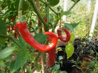 Ryton Gardens Chilli Day and Exotic Crop Fair