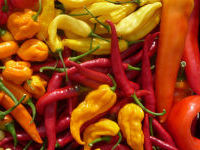 Fiery Foods UK Chilli Festival 2015