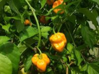 NZ Chilli Champs 2013: Wellington