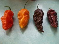 NZ Chilli Eating Champs Round 1: Auckland
