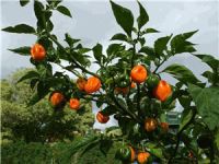 NZ Chilli Eating Champs 2013: Ellerslie, Auckland