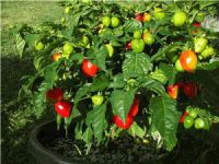 NZ Chilli Champs 2013: Dunedin